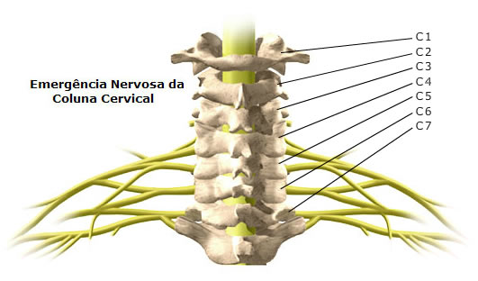 Cervicalgia Coluna Cervical Lerdort